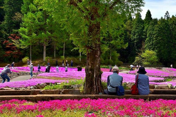 【兵庫県内発】 絶景の藤のカーテン「白毫寺」九尺藤と一億輪の芝桜!三田「花のじゅうたん」 日帰り2